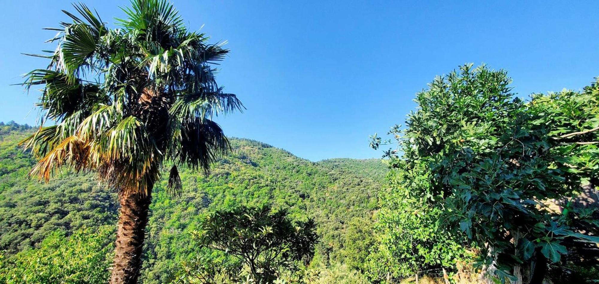 Gite De Combelebouze En Cevennes - Cosy, Confort Et Climatise - 3 Etoiles Saint-Privat-de-Vallongue Ngoại thất bức ảnh